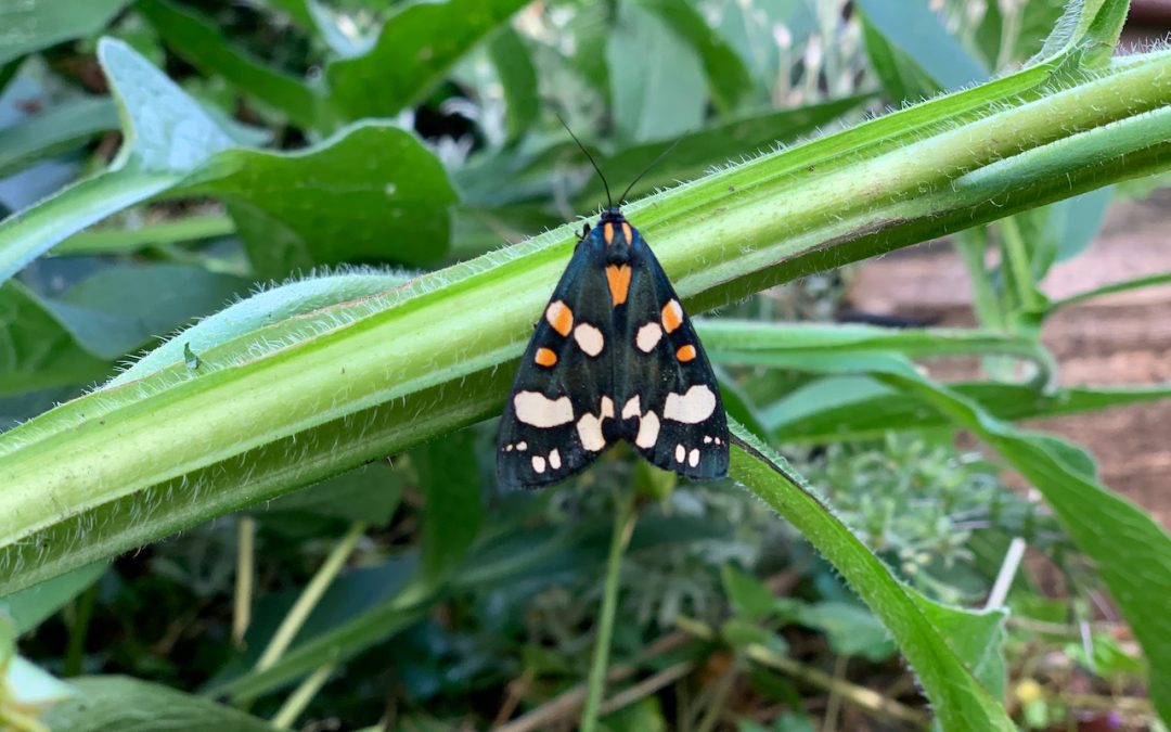 Scarlet Tiger – Callimorpha dominula