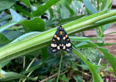 Scarlet Tiger – Callimorpha dominula