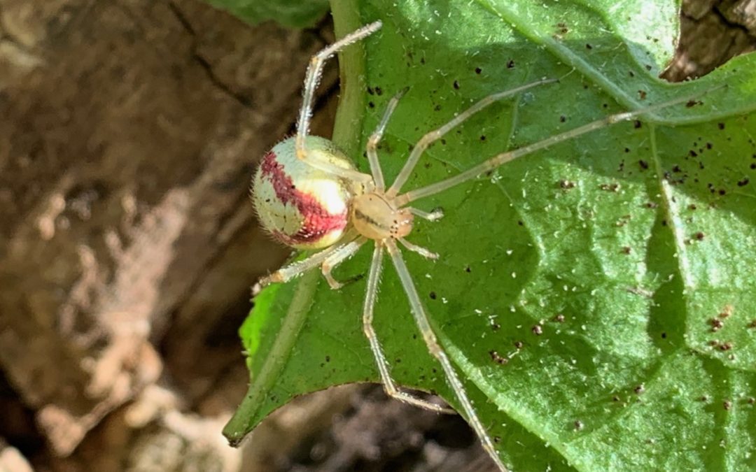 Candy-striped Spider Complex – Complex Enoplognatha ovata