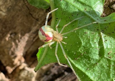 Candy-striped Spider Complex – Complex Enoplognatha ovata